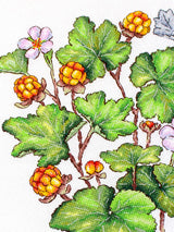 Cross Stitch Kit "Cloudberry" MP Studia SNV-930 - Botanical wild berries 28x19 cm Aida 16 ct