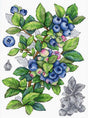 Kit de punto de cruz Blueberry MP Studia con ramas de arándanos azules y hojas verdes en estilo botánico sobre tela blanca