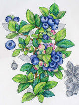 Cross Stitch Kit "Blueberry" MP Studia SNV-929 - Botanical Blueberries 28x20 cm Aida 16 ct