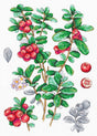 Kit de punto de cruz Cowberry MP Studia con ramas de arándanos rojos y hojas verdes en estilo botánico sobre tela blanca