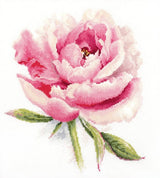 Tender Peony - S2-47 Alisa - Cross Stitch Kit