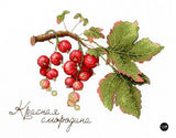 Currant - SNV-695 MP Studia - Cross Stitch Kit