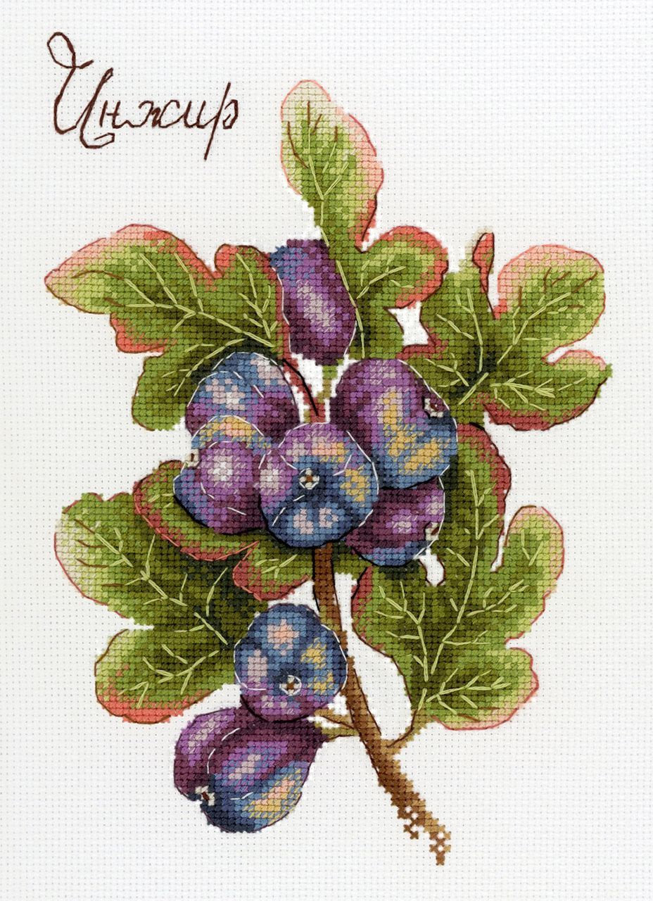 Gifts of nature. Figs - SNV-768 MP Studia - Cross Stitch Kit