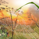Kit de Punto de Cruz Contado "Through the Cobweb" – RTO M867