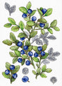 Kit de punto de cruz Bilberry MP Studia con ramas de arándanos azules y hojas verdes en estilo botánico sobre tela blanca