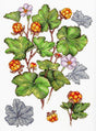 Kit de punto de cruz Cloudberry MP Studia con ramas de frutos silvestres anaranjados y hojas verdes en estilo botánico sobre tela blanca